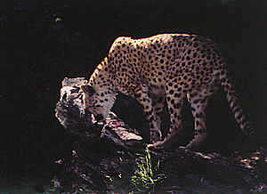 wild animal image